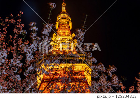 「東京タワー」満開の夜桜と東京タワーの風景 「東京タワー」満開の夜桜と東京タワーの風景 125234815
