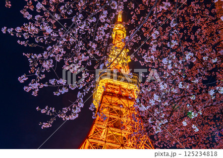 「東京タワー」満開の夜桜と東京タワーの風景 125234818