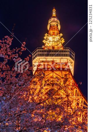 「東京タワー」満開の夜桜と東京タワーの風景 125234831
