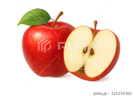 りんごとリンゴ断面のイラスト素材、林檎、アップル 125235302