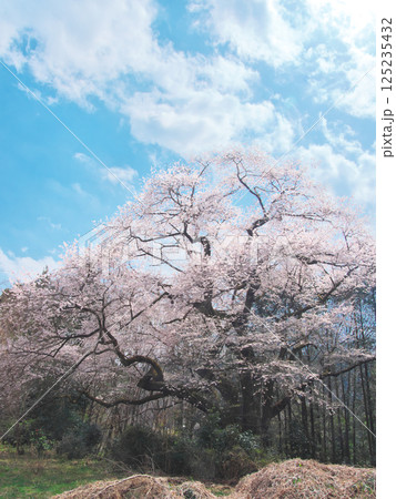一本桜 - 細野の彼岸桜（2025年3月） 125235432