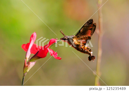 ハチドリのようにフォバリングして花の蜜を吸う可愛いヒメクロホウジャク 125235489