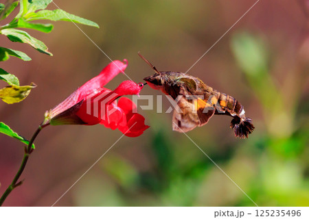 ハチドリのようにフォバリングして花の蜜を吸う可愛いヒメクロホウジャク 125235496