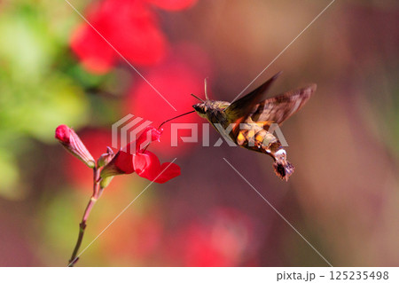 ハチドリのようにフォバリングして花の蜜を吸う可愛いヒメクロホウジャク 125235498