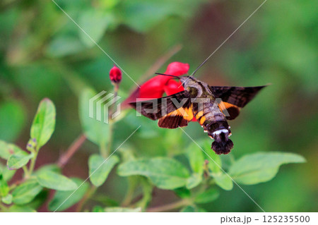 ハチドリのようにフォバリングして花の蜜を吸う可愛いヒメクロホウジャク 125235500