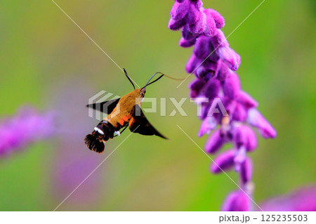 ハチドリのようにフォバリングして花の蜜を吸う可愛いヒメクロホウジャク ハチドリのようにフォバリングして花の蜜を吸う可愛いヒメクロホウジャク 125235503