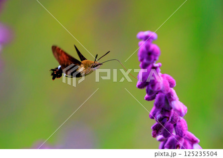 ハチドリのようにフォバリングして花の蜜を吸う可愛いヒメクロホウジャク ハチドリのようにフォバリングして花の蜜を吸う可愛いヒメクロホウジャク 125235504