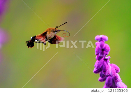 ハチドリのようにフォバリングして花の蜜を吸う可愛いヒメクロホウジャク 125235506