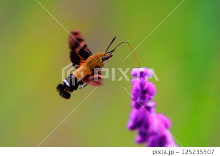 ハチドリのようにフォバリングして花の蜜を吸う可愛いヒメクロホウジャク ハチドリのようにフォバリングして花の蜜を吸う可愛いヒメクロホウジャク 125235507