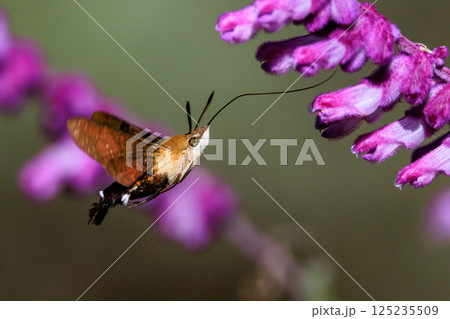 ハチドリのようにフォバリングして花の蜜を吸う可愛いヒメクロホウジャク 125235509