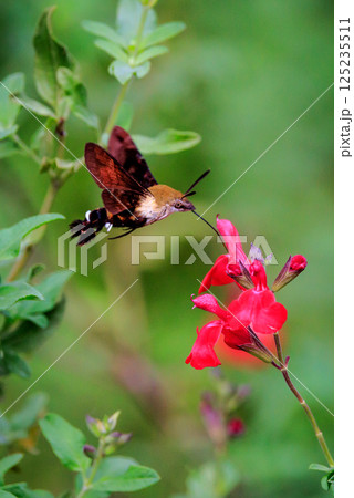ハチドリのようにフォバリングして花の蜜を吸う可愛いヒメクロホウジャク 125235511