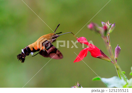 ハチドリのようにフォバリングして花の蜜を吸う可愛いヒメクロホウジャク 125235521