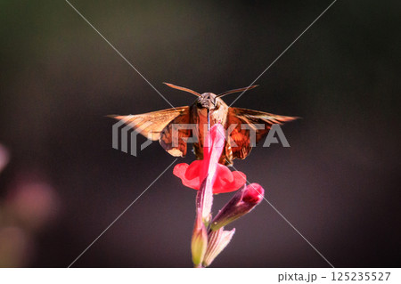 ハチドリのようにフォバリングして花の蜜を吸う可愛いヒメクロホウジャク ハチドリのようにフォバリングして花の蜜を吸う可愛いヒメクロホウジャク 125235527