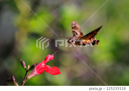 ハチドリのようにフォバリングして花の蜜を吸う可愛いヒメクロホウジャク 125235528