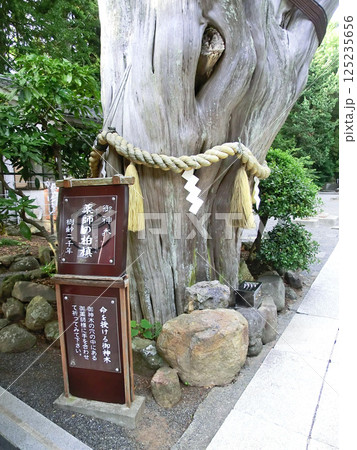 伊豆下田の白濱神社の薬師の柏槙(静岡県下田市) 伊豆下田の白濱神社の薬師の柏槙(静岡県下田市) 125235656