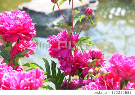 初夏の三十三間堂庭園、シャクヤク 125235682