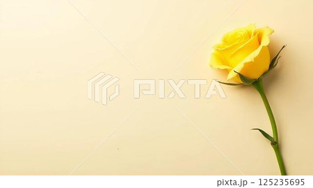 yellow roses on a white background 125235695