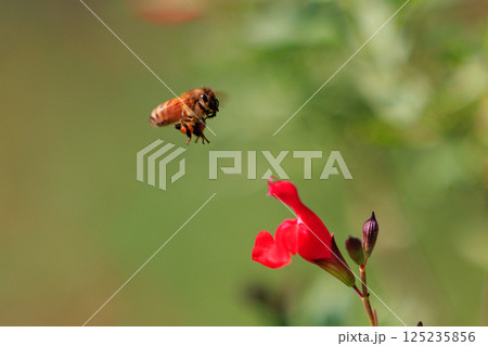 女王バチと働き蜂で社会を組織して食用その他有用な蜜を集めるミツバチ 125235856