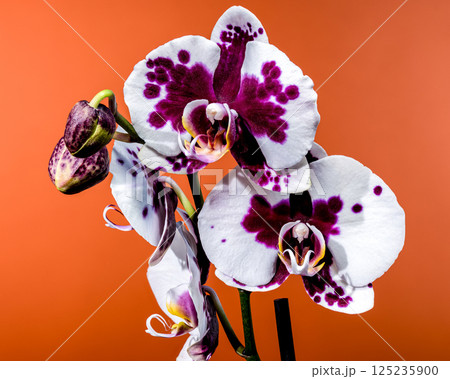 Elegant Spotted Orchid Blooms Against a Vibrant Orange Backdrop Elegant Spotted Orchid Blooms Against a Vibrant Orange Backdrop 125235900