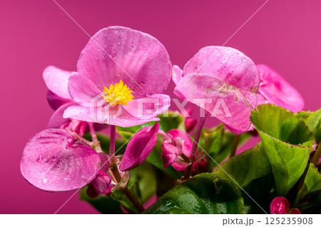 Delicate Pink Begonia Blossoms with Yellow Centers on Pink, Floral 125235908