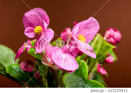 Delicate Pink Begonia Blossoms with Yellow on Warm Brown 125235911