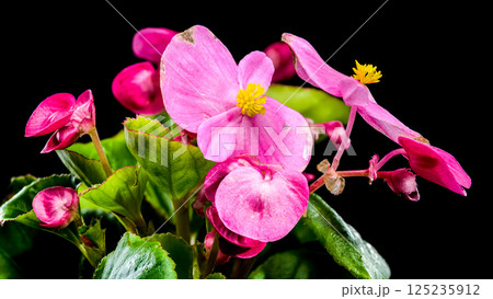 Vibrant Pink Begonia Blossoms black background 125235912