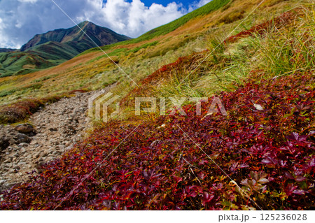 飯豊連峰・御西岳のチングルマの紅葉と大日岳 125236028