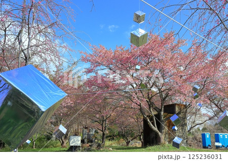 【大分県】晴天の長湯温泉 しだれ桜の里 【大分県】晴天の長湯温泉 しだれ桜の里 125236031