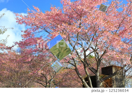 【大分県】晴天の長湯温泉 しだれ桜の里 【大分県】晴天の長湯温泉 しだれ桜の里 125236034