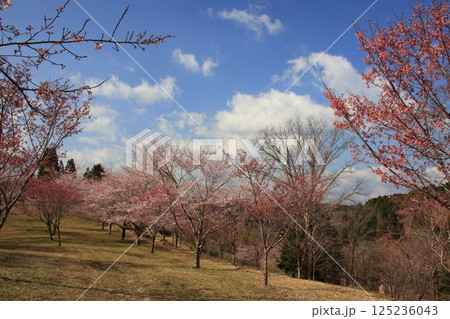 【大分県】晴天の長湯温泉 しだれ桜の里 【大分県】晴天の長湯温泉 しだれ桜の里 125236043