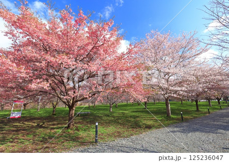 【大分県】晴天の長湯温泉 しだれ桜の里 【大分県】晴天の長湯温泉 しだれ桜の里 125236047