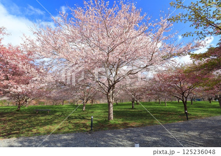 【大分県】晴天の長湯温泉 しだれ桜の里 125236048