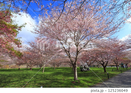 【大分県】晴天の長湯温泉 しだれ桜の里 【大分県】晴天の長湯温泉 しだれ桜の里 125236049
