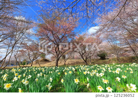 【大分県】晴天の長湯温泉 しだれ桜の里 125236052