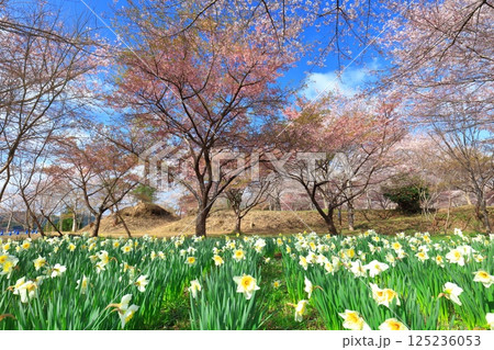 【大分県】晴天の長湯温泉 しだれ桜の里 125236053