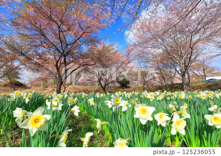 【大分県】晴天の長湯温泉 しだれ桜の里 【大分県】晴天の長湯温泉 しだれ桜の里 125236055
