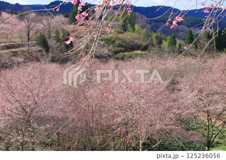【大分県】晴天の長湯温泉 しだれ桜の里 【大分県】晴天の長湯温泉 しだれ桜の里 125236056