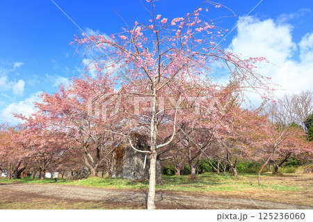 【大分県】晴天の長湯温泉 しだれ桜の里 125236060