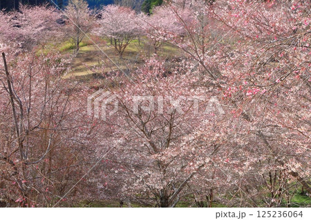 【大分県】晴天の長湯温泉 しだれ桜の里 125236064