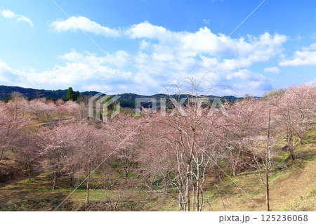 【大分県】晴天の長湯温泉 しだれ桜の里 【大分県】晴天の長湯温泉 しだれ桜の里 125236068