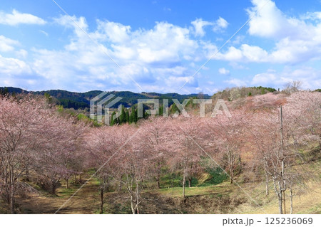 【大分県】晴天の長湯温泉 しだれ桜の里 【大分県】晴天の長湯温泉 しだれ桜の里 125236069