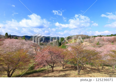 【大分県】晴天の長湯温泉 しだれ桜の里 【大分県】晴天の長湯温泉 しだれ桜の里 125236071