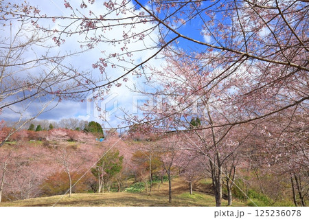 【大分県】晴天の長湯温泉 しだれ桜の里 125236078