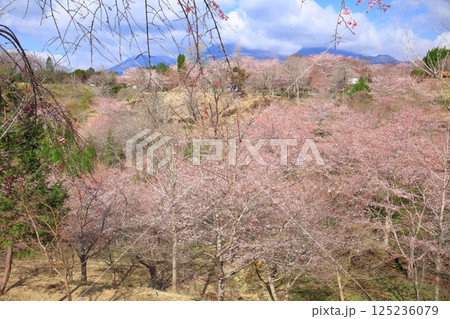 【大分県】晴天の長湯温泉 しだれ桜の里 125236079