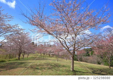 【大分県】晴天の長湯温泉 しだれ桜の里 【大分県】晴天の長湯温泉 しだれ桜の里 125236080