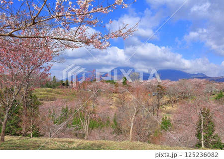【大分県】晴天の長湯温泉 しだれ桜の里 125236082