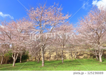 【大分県】晴天の長湯温泉 しだれ桜の里 125236089