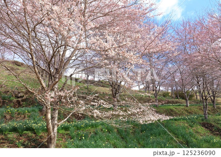 【大分県】晴天の長湯温泉 しだれ桜の里 【大分県】晴天の長湯温泉 しだれ桜の里 125236090