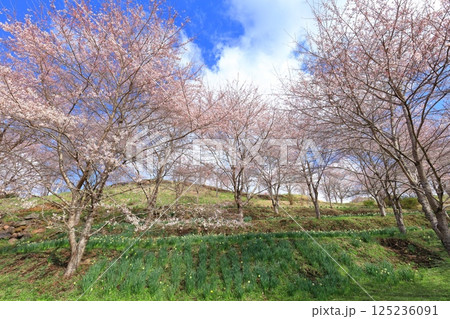 【大分県】晴天の長湯温泉 しだれ桜の里 【大分県】晴天の長湯温泉 しだれ桜の里 125236091