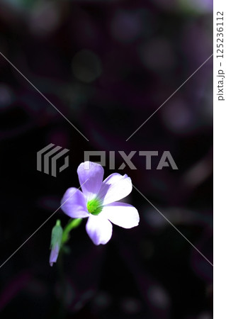 木漏れ日に輝く青いムラサキカタバミの花 125236112